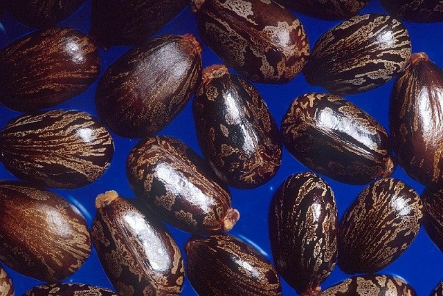 Castor seed oil